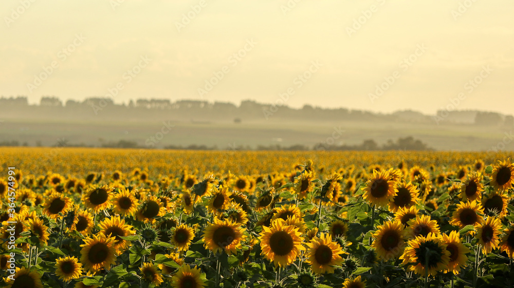 Obraz premium The beauty of the sunflower plantation, a large yellow heliotropic flower, rotates the stem towards the sun