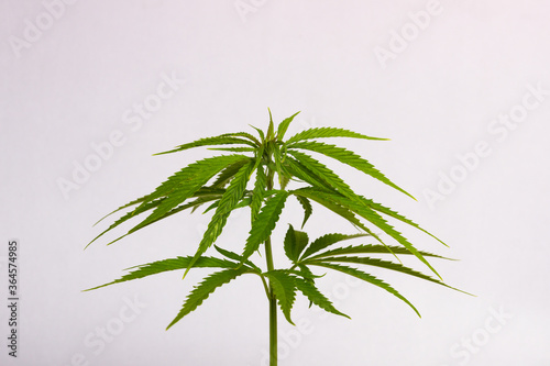 a single cannabis or marijuana bush on a white background 