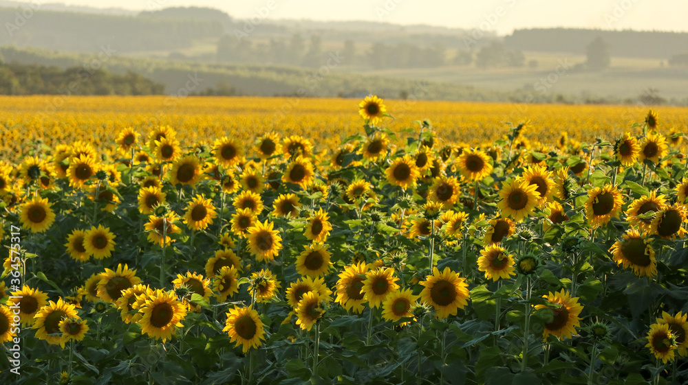 Obraz premium The beauty of the sunflower plantation, a large yellow heliotropic flower, rotates the stem towards the sun