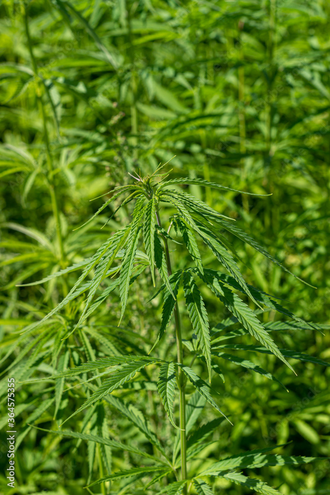 the cultivation of hemp for medicinal purposes, and for cosmetics. Green cannabis plants in the field the cultivation of hemp for medicinal purposes, and for cosmetics. Green cannabis plants in the field