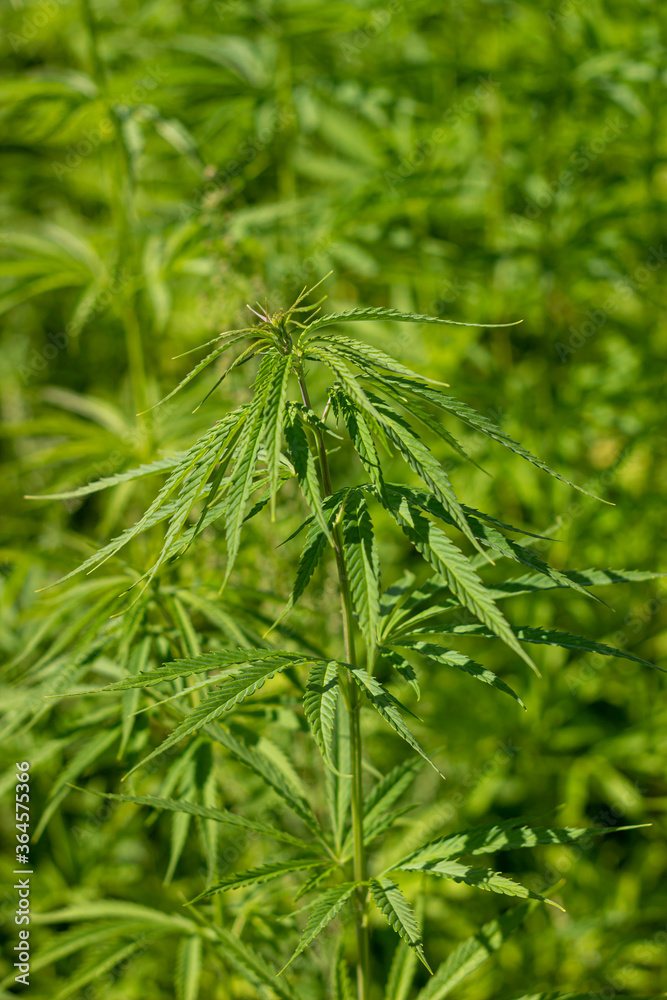 the cultivation of hemp for medicinal purposes, and for cosmetics. Green cannabis plants in the field the cultivation of hemp for medicinal purposes, and for cosmetics. Green cannabis plants in the field