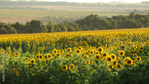 sunflower, large yellow heliotropic flower is cultivated for its edible oils and seeds, name derives from the shape of its inflorescence, rotates the stem always positioning its flower towards the sun