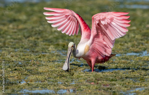 Roseate Spoonbill in Florida 