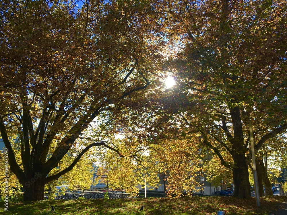 Naklejka premium autumn in the park