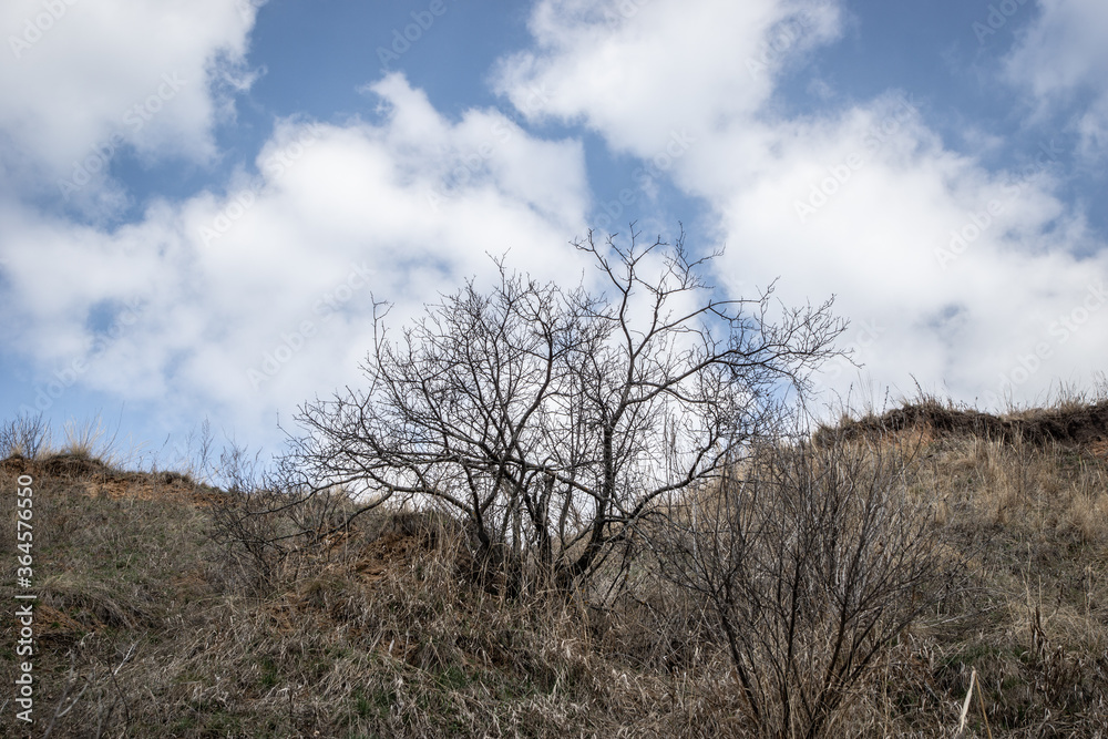 tree on the mountain
