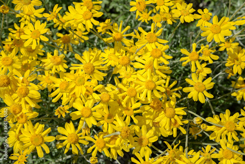 Field of yellow echinacea flowers