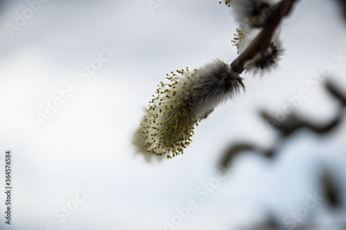 willow catkins in spring