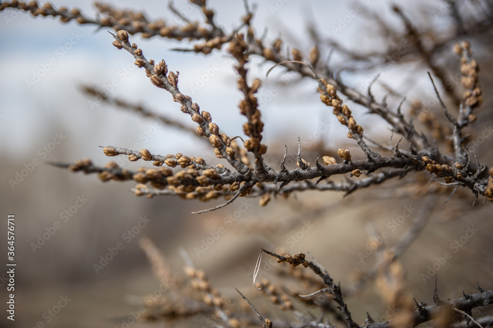 branches branches