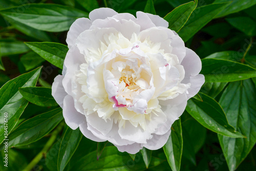 Fototapeta Naklejka Na Ścianę i Meble -  single white peony flower in garden