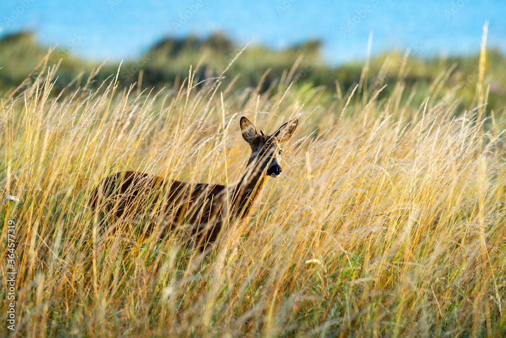 Reh im Gras Reh im Gras