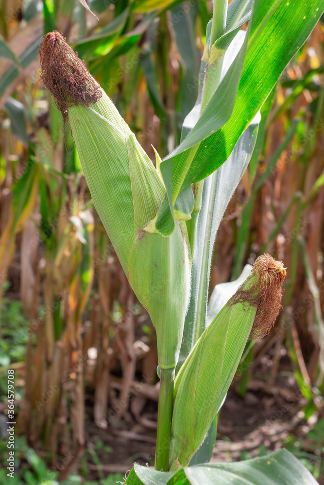Photograph of a corn crop about to be harvested. Photograph of a corn crop about to be harvested.