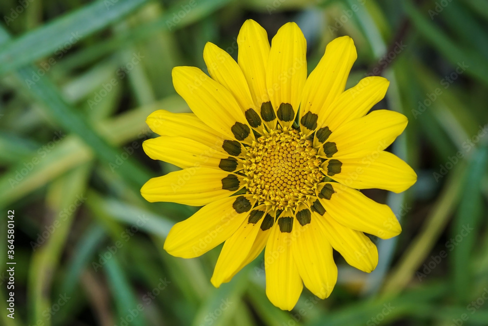 Fototapeta premium A yellow Gazania flower