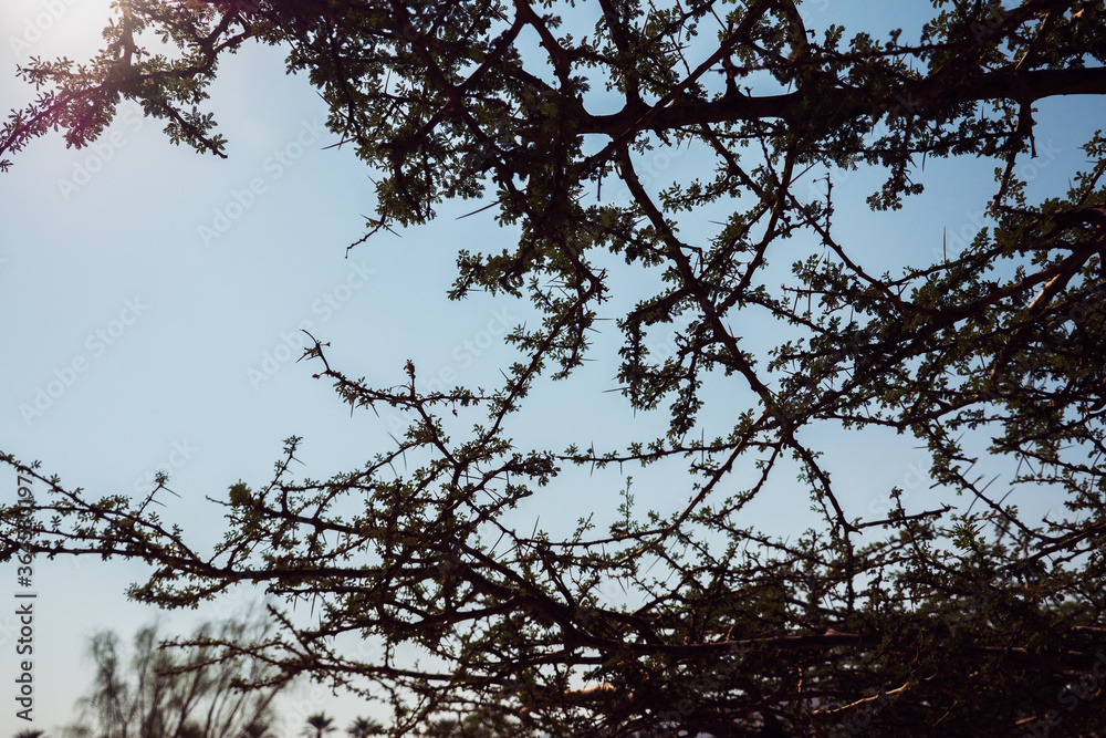 Branches of the tree, Acacia tree Crown of Thorns Branches of the tree, Acacia tree Crown of Thorns