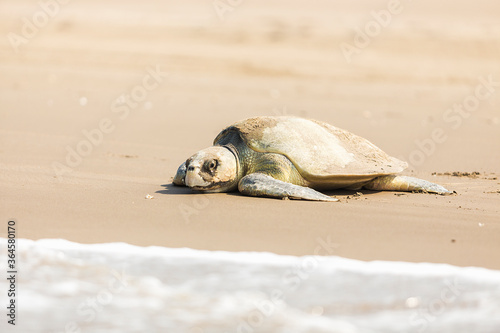 Tortuga Lora  photo