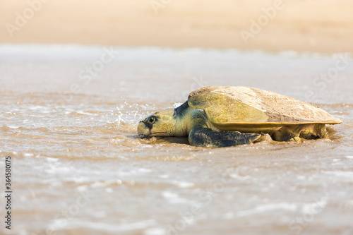 Tortuga Lora  photo