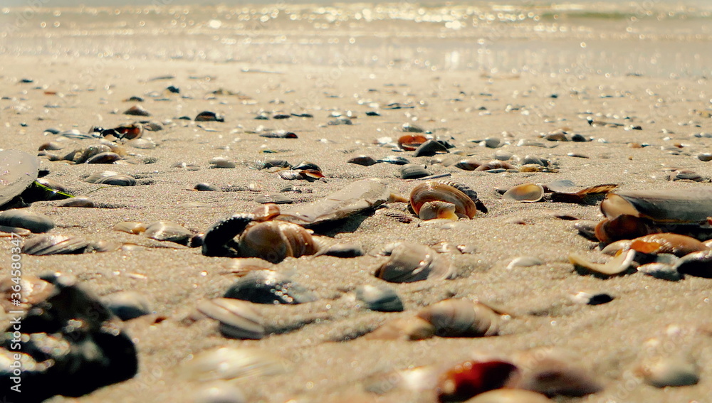 Muscheln am Strand