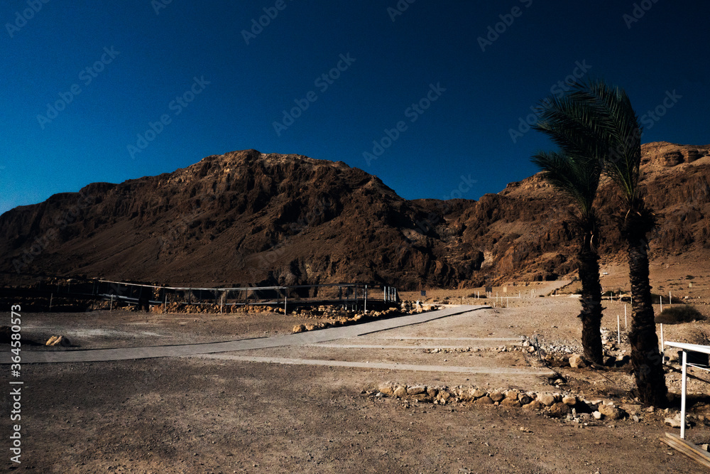 Two palm trees, Dead Sea Scrolls Israel.