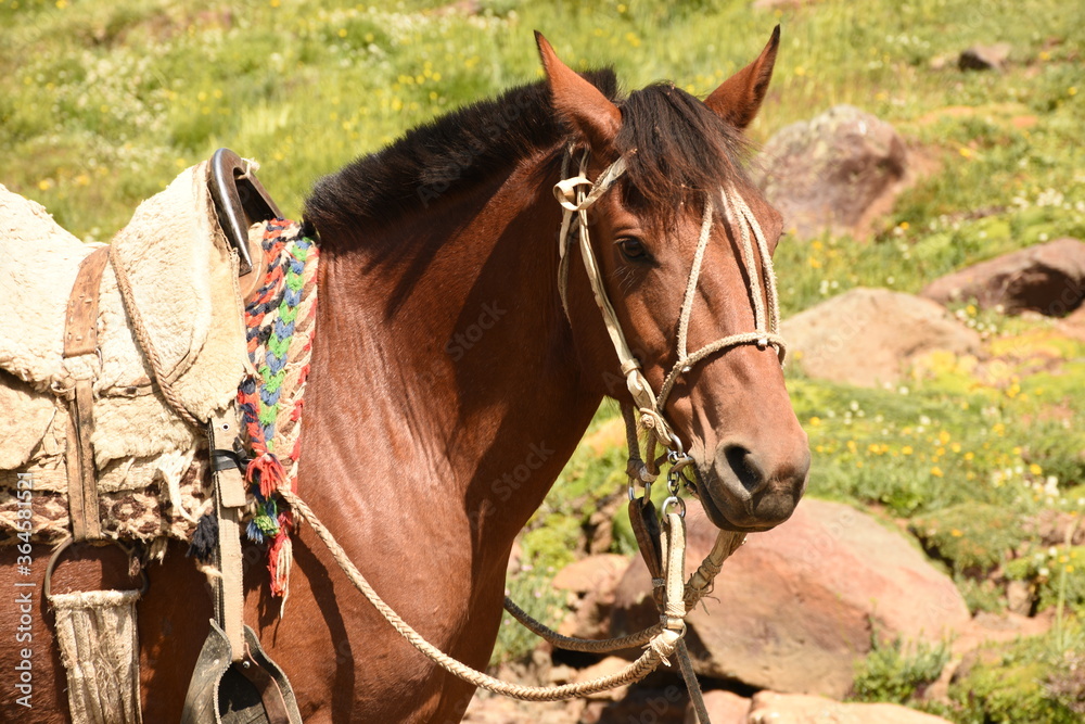 Caballo Caballo