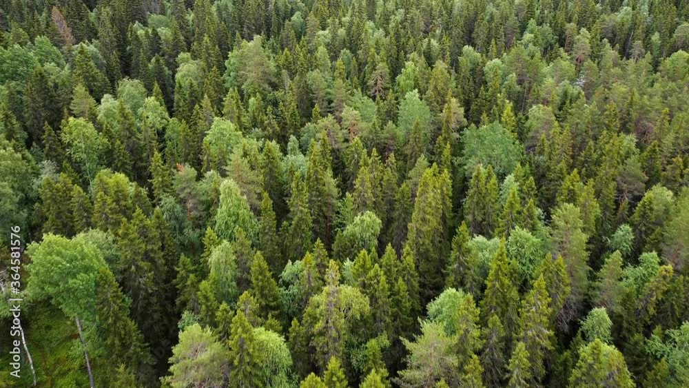 Aerial top down view on forest in the summer. Drone shot flying over tree tops, nature background in 2.7K resolution. Aerial top down view on forest in the summer. Drone shot flying over tree tops, nature background in 2.7K resolution.