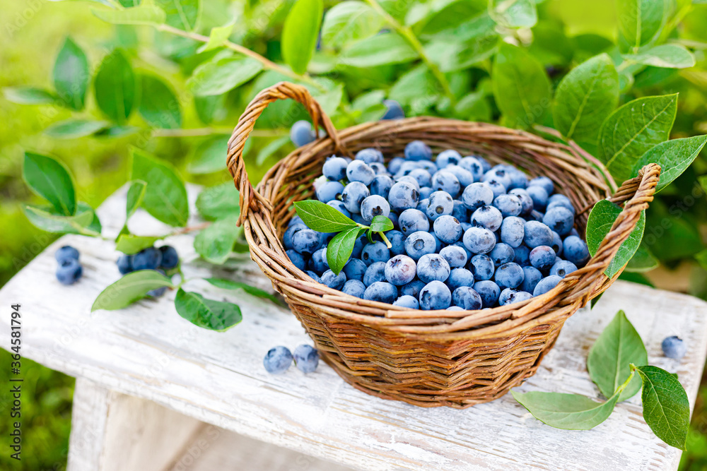 Blueberry. Fresh berries with leaves in basket in a garden. Harvesting blueberry Blueberry. Fresh berries with leaves in basket in a garden. Harvesting blueberry