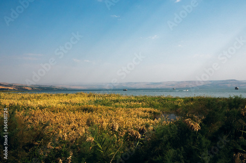 Fotografia Wheat field, Galilee Israel.