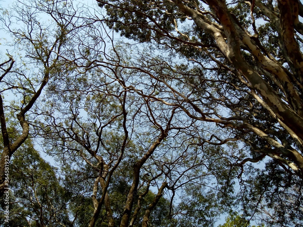 trees and sky trees and sky