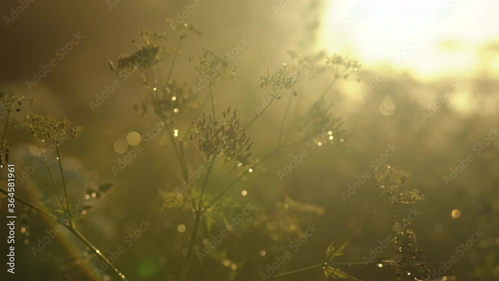 Plants silhouette in the field in the summer. Sunlight going through grass at sunset.