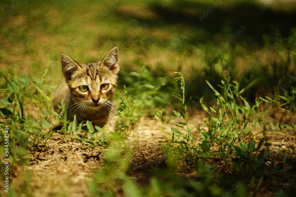 tabby gray cat resting in the summer garden on the grass