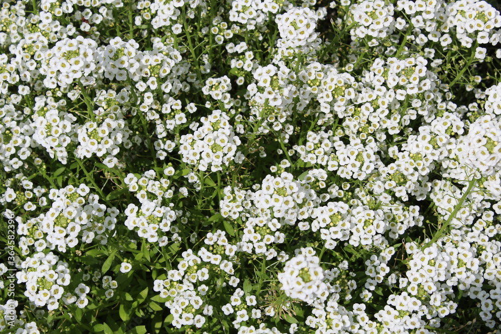 White small flowers blooming background White small flowers blooming background