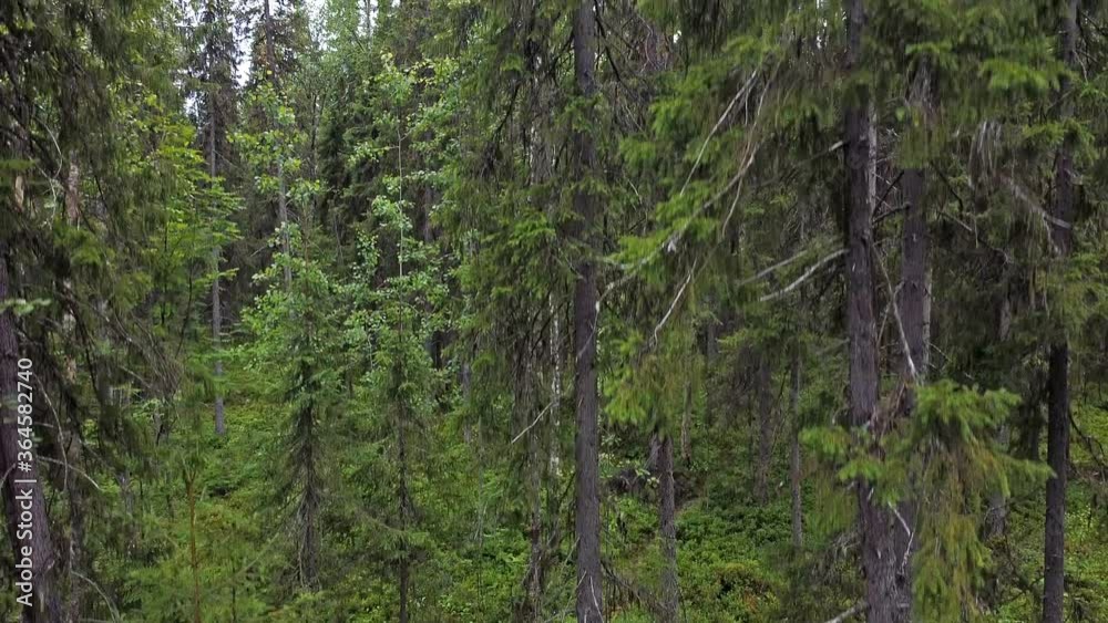 Aerial top down view on forest in the summer. Drone shot flying over tree tops, nature background in 2.7K resolution. Aerial top down view on forest in the summer. Drone shot flying over tree tops, nature background in 2.7K resolution.