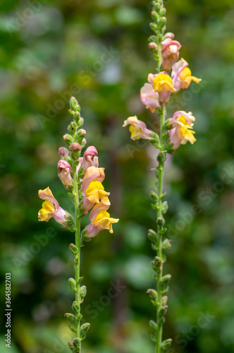 Antirrhinum majus bright colorful flowering plant, group of snapdragon flowers in bloom