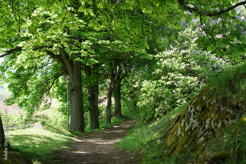 Hiking trails in the Bavarian Forest in spring