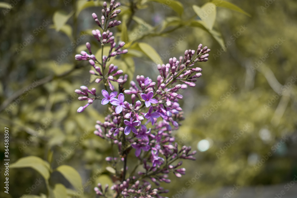 Beautiful lilac purple flowers close up. Spring concept wallpaper Beautiful lilac purple flowers close up. Spring concept wallpaper