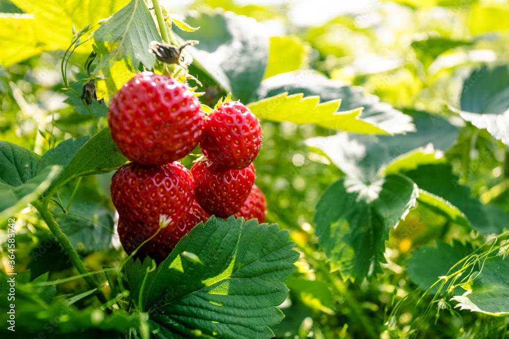 fresh ripe strawberries in the garden among green leaves fresh ripe strawberries in the garden among green leaves