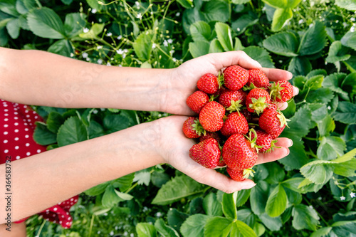 handful of ripe fresh strawberries in female palms on a background of green leaves