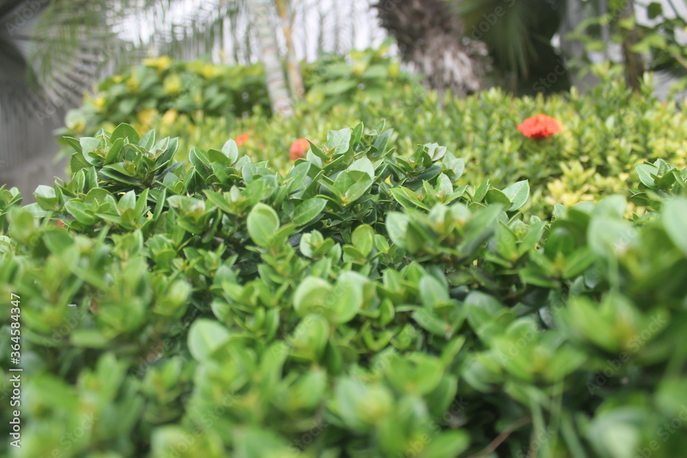 plantas plantas
