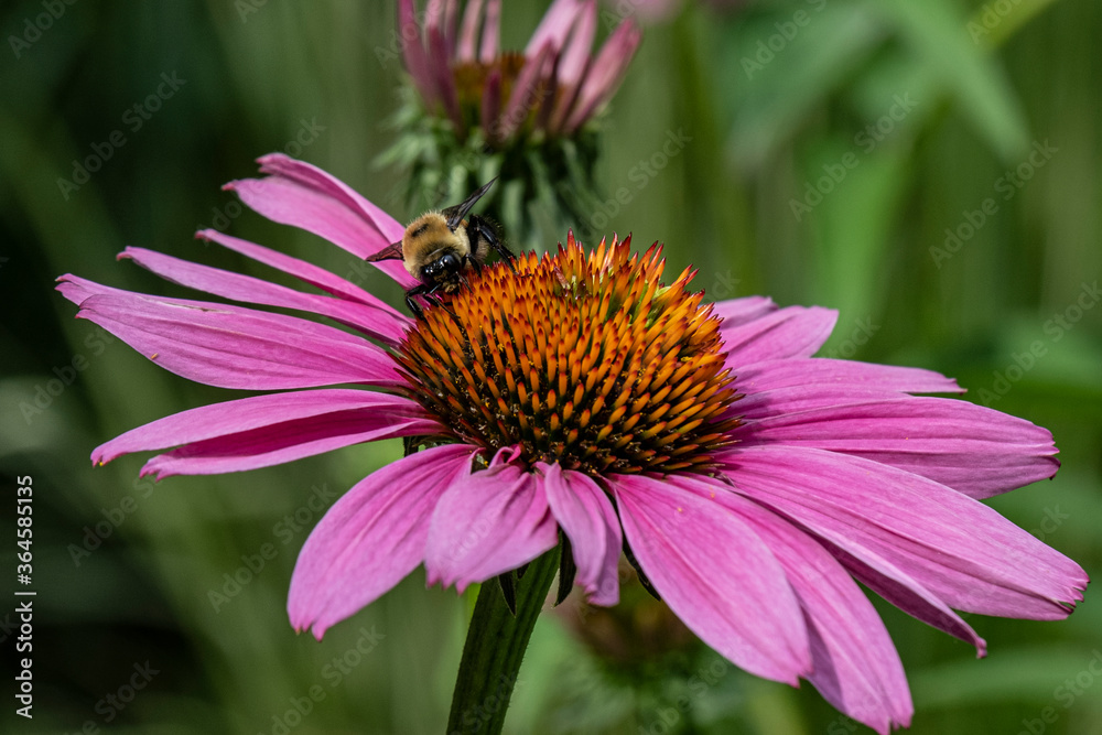 Bumblebee in coneflower in summer in a garden Bumblebee in coneflower in summer in a garden