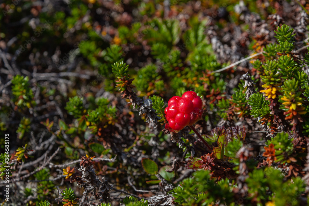 Wild ripe red cloudberry on a vegetative blurred background, selective focus, Norway