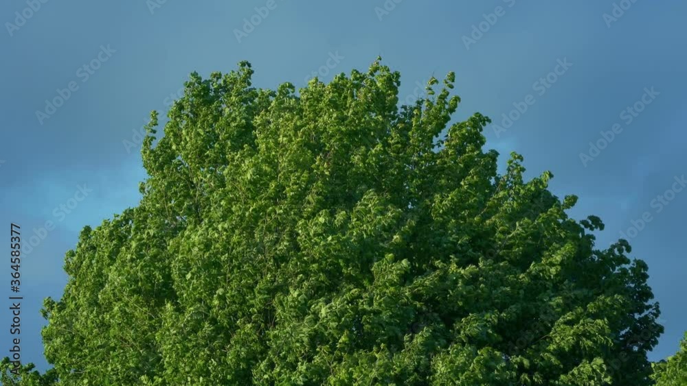Bushy Tree Top In The Evening Bushy Tree Top In The Evening