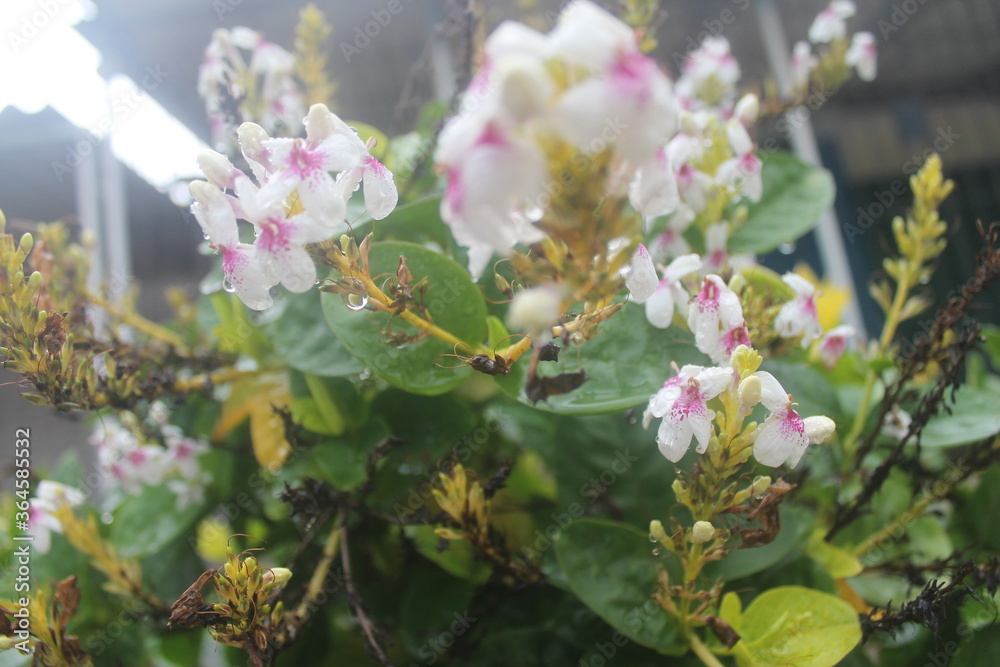 flores flores