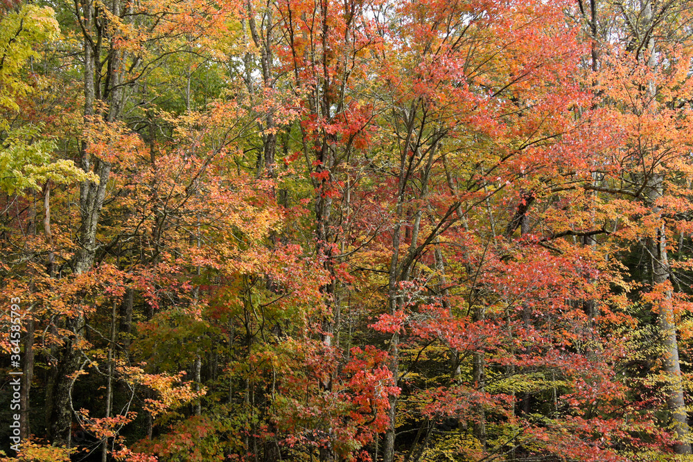 Autumn foliage along Roaring Fork Motor Nature Trail, Great Smoky Mountains National Park, Tennessee Autumn foliage along Roaring Fork Motor Nature Trail, Great Smoky Mountains National Park, Tennessee