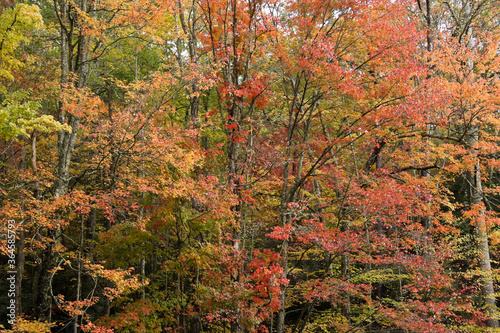 Autumn foliage along Roaring Fork Motor Nature Trail, Great Smoky Mountains National Park, Tennessee