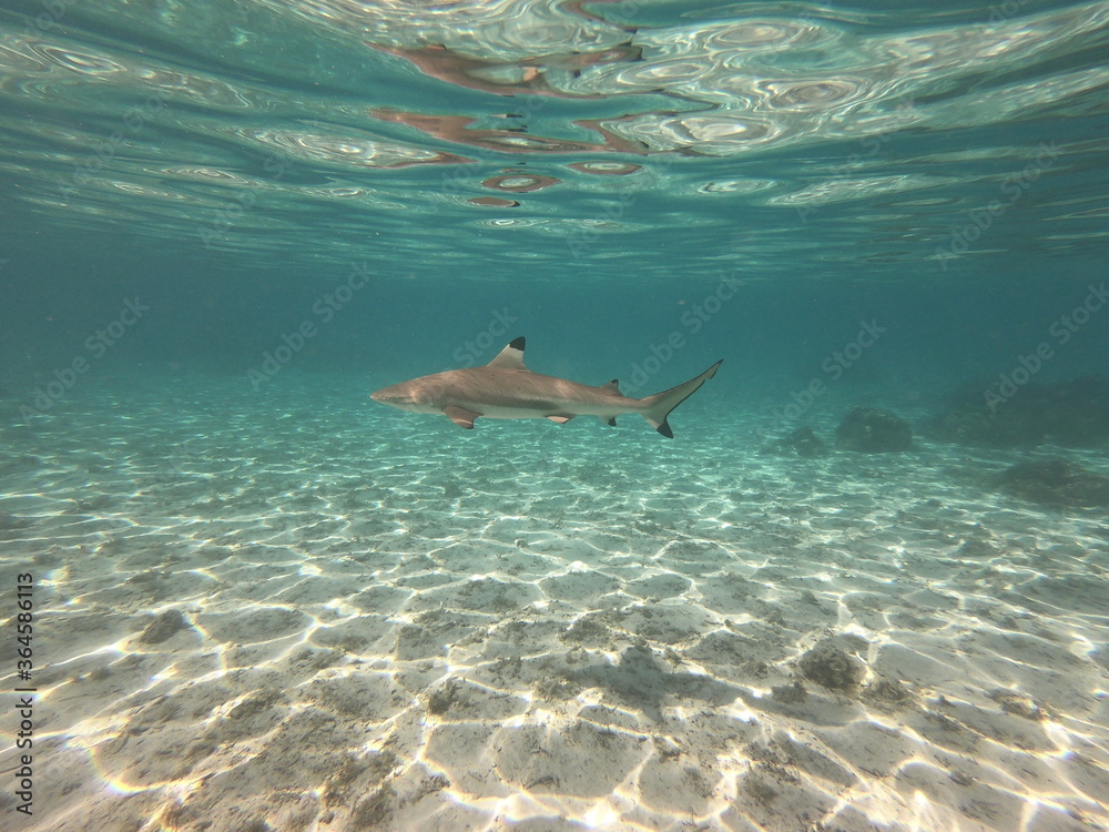 Obraz premium Requin pointe noire, lagon de Taha'a, Polynésie française