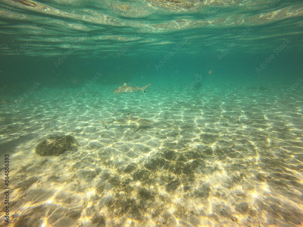 Fototapeta premium Requins pointes noires dans le lagon de Taha'a, Polynésie française