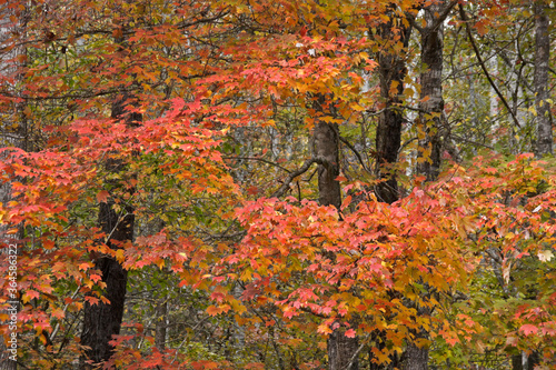 Autumn foliage in Great Smoky Mountains National Park, Tennessee