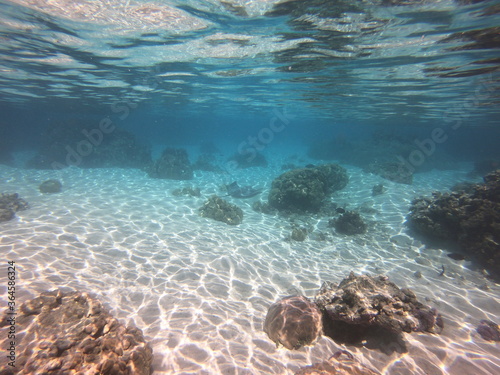 Corail du lagon de Taha'a, Polynésie française