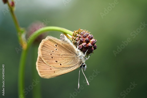 Dunkler Ameisenbläuling auf einer Blüte