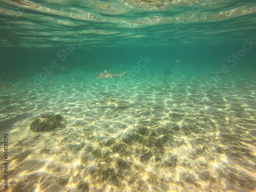 Requins pointes noires dans le lagon de Taha a  Polyn  sie fran  aise