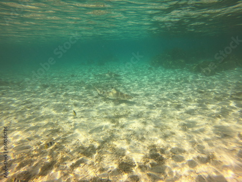 Requins pointes noires  lagon de Taha a  Polyn  sie fran  aise