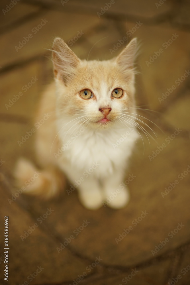Cute fluffy beige kitten sitting on the old pavement. Cute fluffy beige kitten sitting on the old pavement.